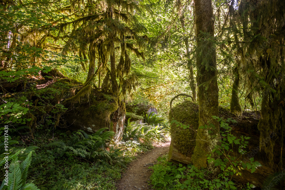 Fototapeta premium Mossy Tree Trunks Grow On Nursery Tree That Has Been Cut To Allow Trail To Pass Through