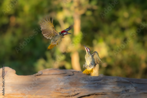 Mating Bennett's woodpecker in Moremi game reserve Africa ; Specie Campethera bennettii family of picidae, Botswana photo