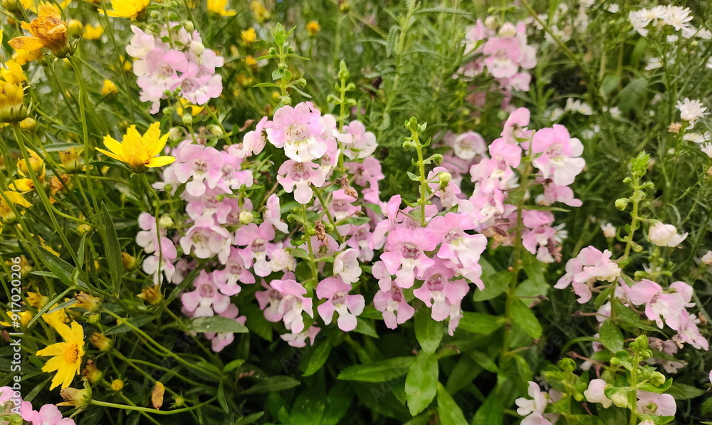 Wishbone flower, pale pink, petals are white at the base, lower petals may have yellow spots, Bluewings are grown together with other flowers in the garden, Torenia is an herbaceous flowering plant.
Wishbone flower, pale pink, petals are white at the base, lower petals may have yellow spots, Bluewings are grown together with other flowers in the garden, Torenia is an herbaceous flowering plant.