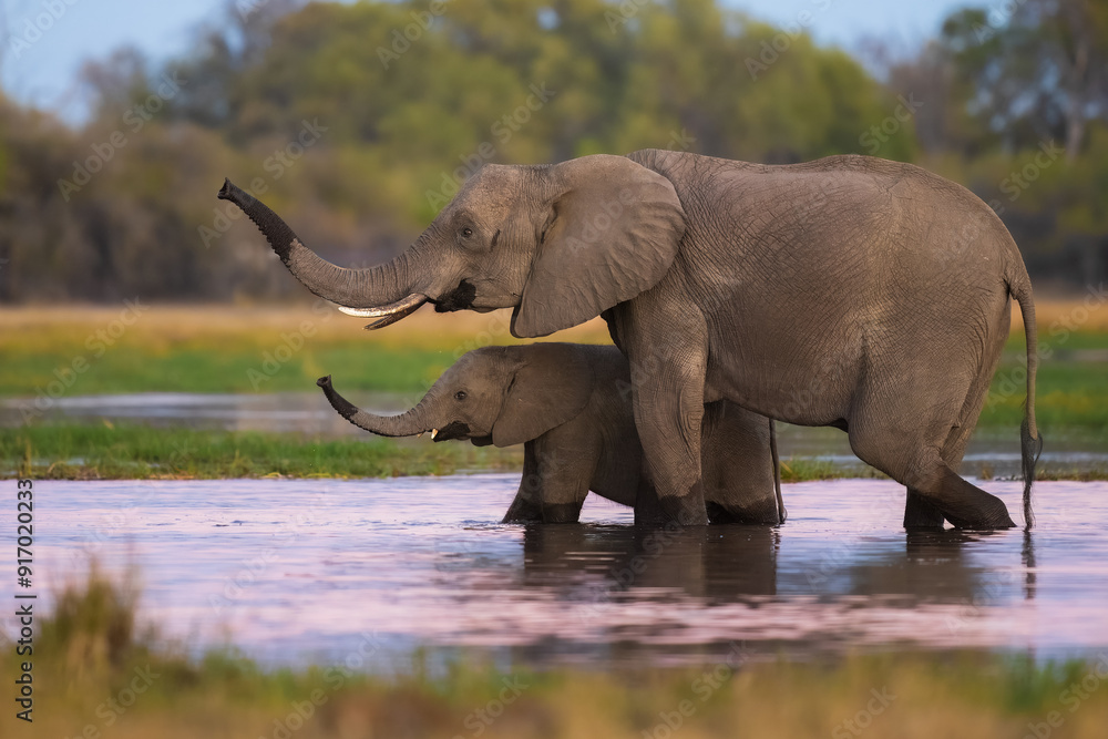 Fototapeta premium Elephants with baby in Moremi game reserve Africa, Family of Elephants , Elephants taking a bath in a water poolwith mud, eating green grass. African Elephants in landscape, green Africa, Botswana