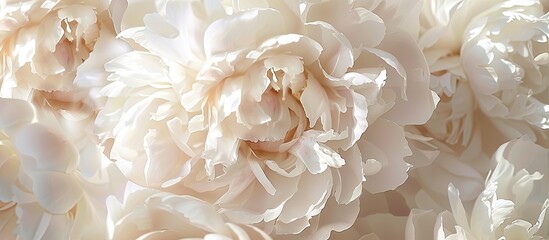 A wide banner showcasing a top view of fresh beautiful soft white peony flower heads with a close up providing a background with copy space image