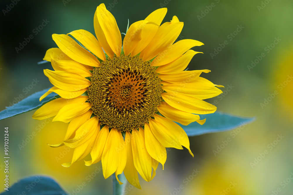 sunflower in the garden sunflower in the garden