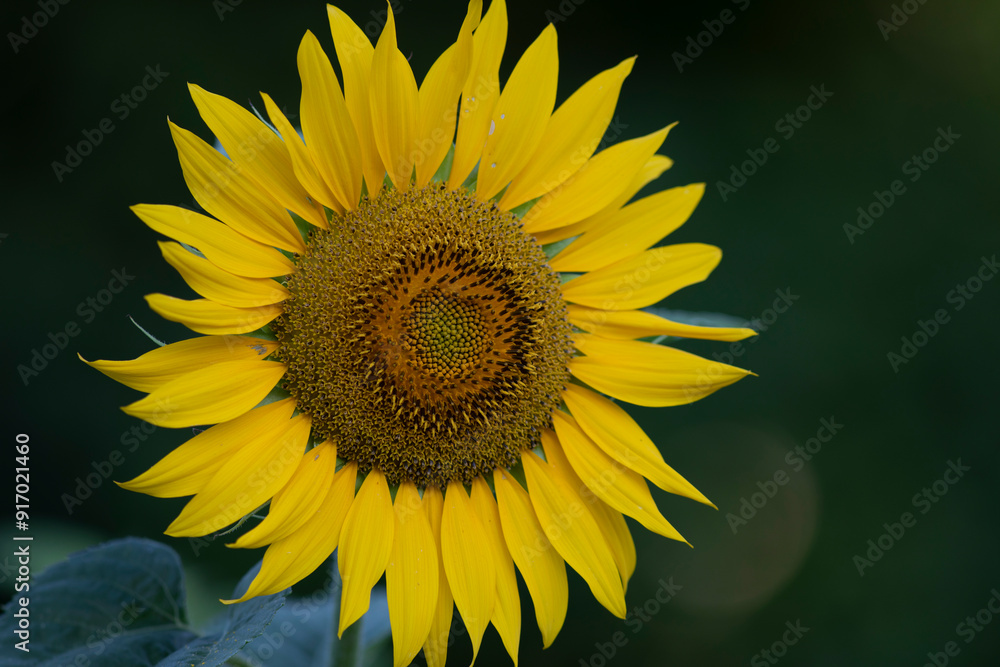 Obraz premium sunflower