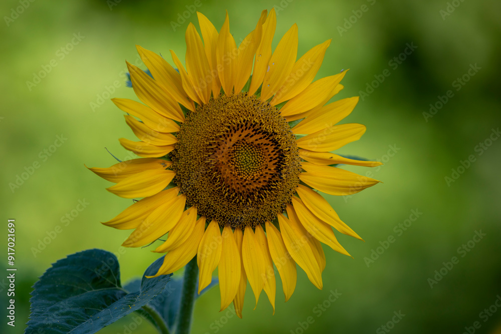 sunflower in the field sunflower in the field