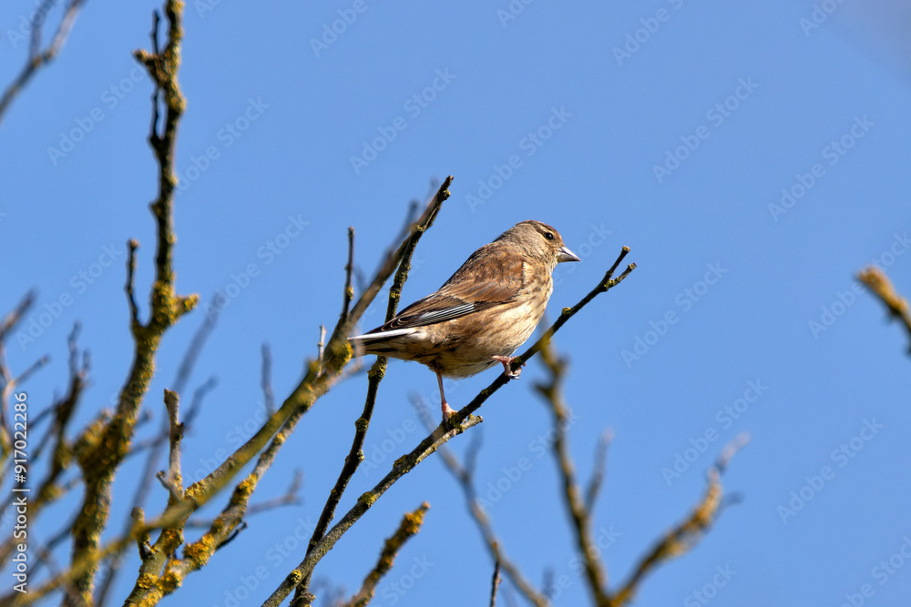 Female Linnet (Linaria cannabina) in Turvey Nature Reserve, Dublin, Ireland Female Linnet (Linaria cannabina) in Turvey Nature Reserve, Dublin, Ireland