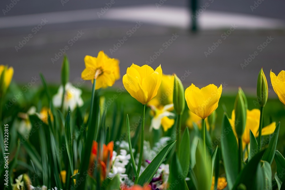 Fototapeta premium Daffodils and tulips in spring