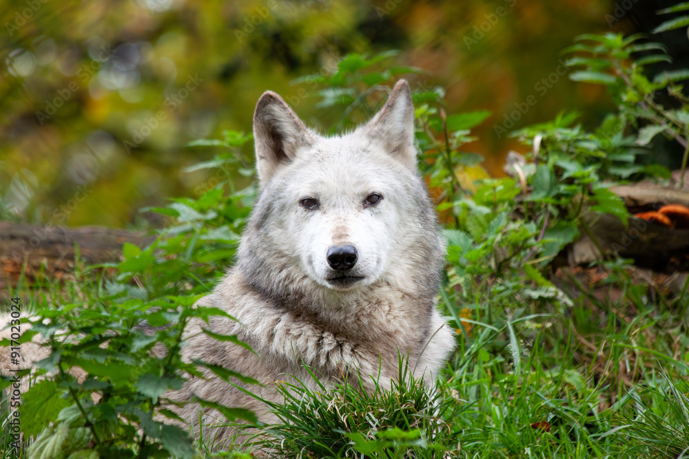 Obraz premium Arctic Wolf (Canis lupus arctos) in the Arctic Regions of North America and Greenland