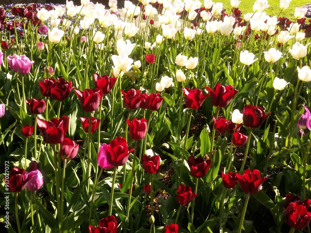 Fototapeta premium red and white tulips
