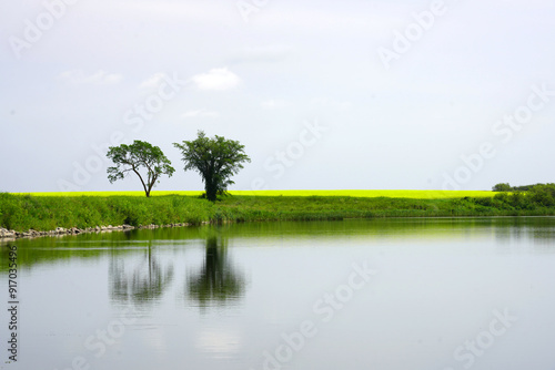 Two trees by a small lake reflecting in the water with a grain field in the background