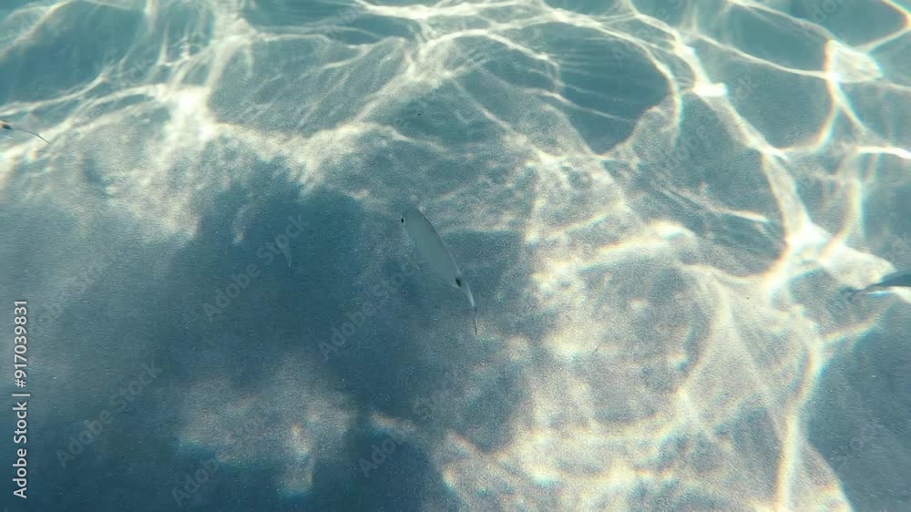 Ringed bream moving in slow motion underwater Ringed bream moving in slow motion underwater