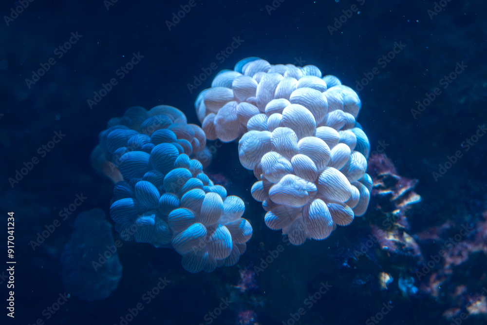 fish, coral, invertebrate in aquarium fish, coral, invertebrate in aquarium