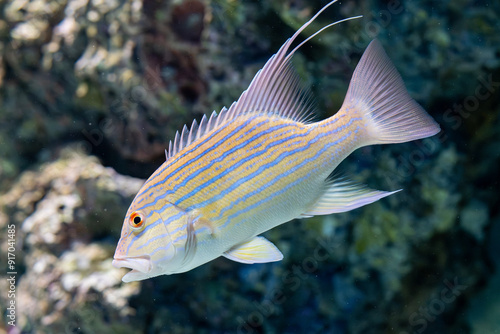 fish, coral, invertebrate in aquarium