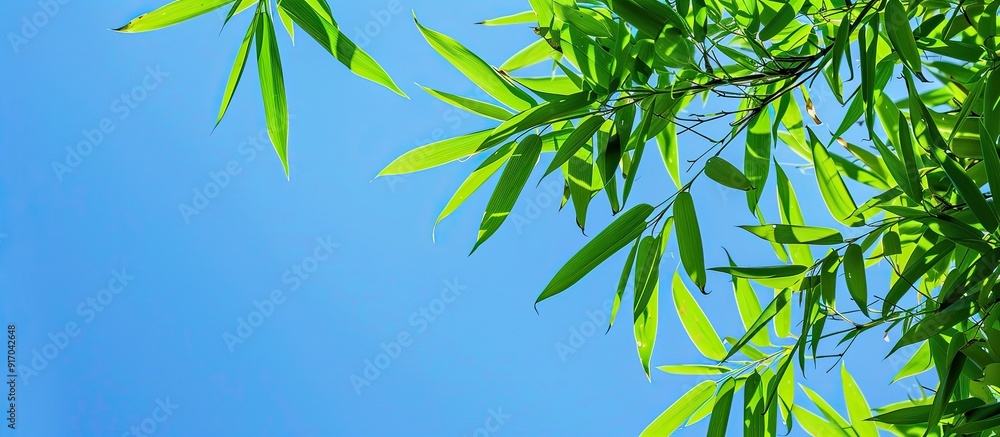Obraz premium Green bamboo leaves against a clear blue sky in a copy space image