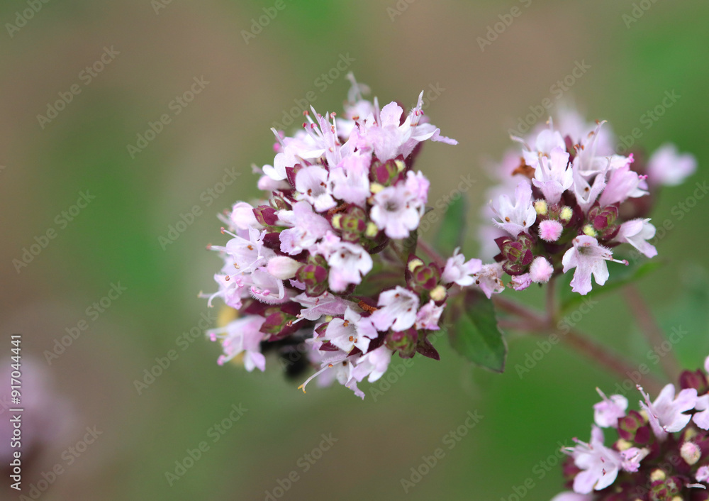 close up oregano flower, oregano blossoms close up, green background, oregano petals close up oregano flower, oregano blossoms close up, green background, oregano petals