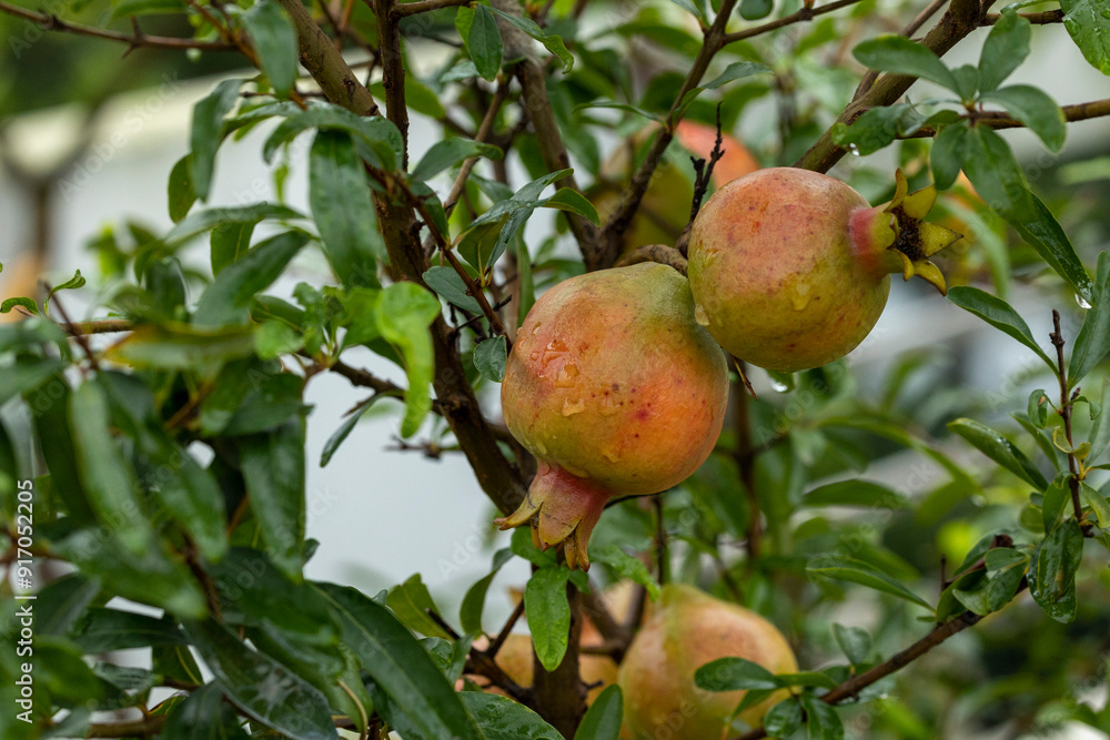 Ripe pomegranate fruit on the tree branch in the roof garden of the house Ripe pomegranate fruit on the tree branch in the roof garden of the house