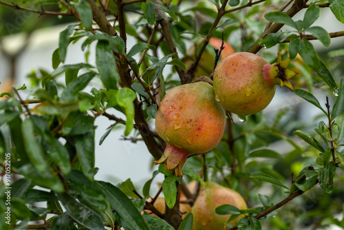 Ripe pomegranate fruit on the tree branch in the roof garden of the house