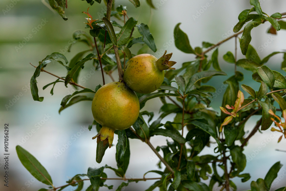 Ripe pomegranate fruit on the tree branch in the roof garden of the house Ripe pomegranate fruit on the tree branch in the roof garden of the house