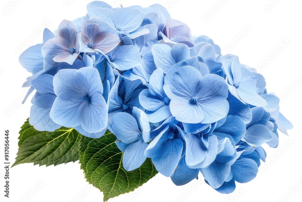 Closeup of a Blue Hydrangea Flower. Closeup of a Blue Hydrangea Flower.