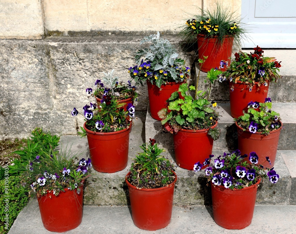 Naklejka premium Pots of pansies on the stairs