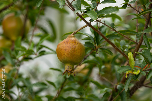 Ripe pomegranate fruit on the tree which looks very beautiful.