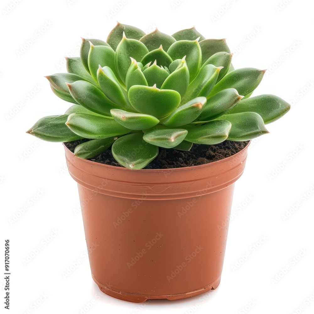Green Succulent in a Brown Pot. Green Succulent in a Brown Pot.