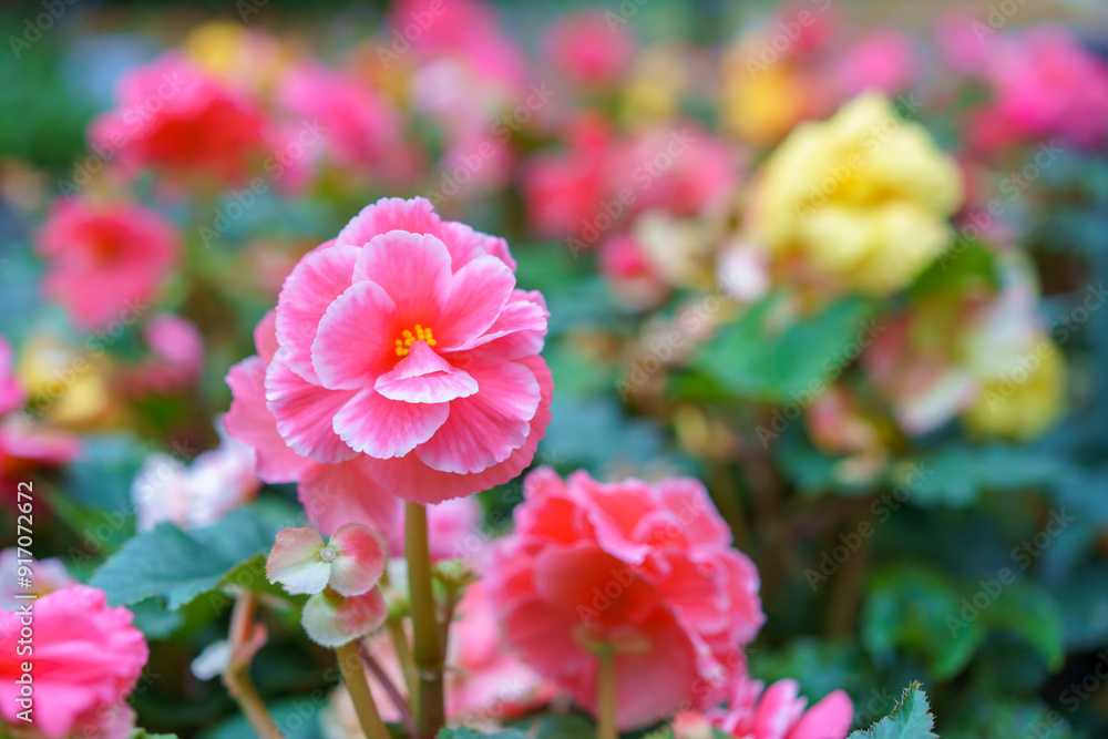 Vibrant Begonias in Bloom Vibrant Begonias in Bloom