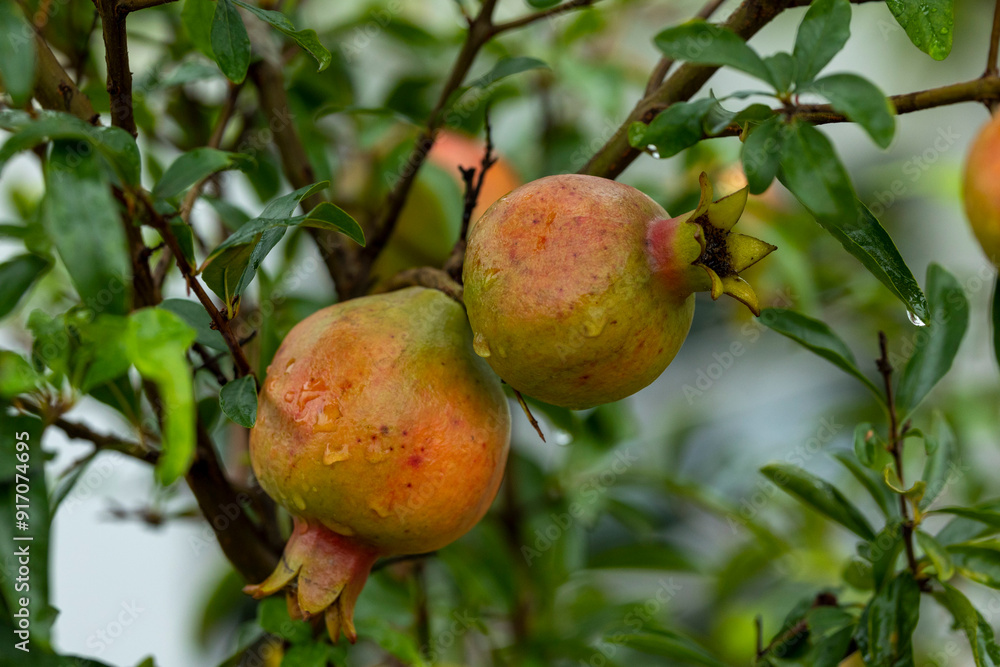 Ripe pomegranate fruit on the tree which looks very beautiful. Ripe pomegranate fruit on the tree which looks very beautiful.