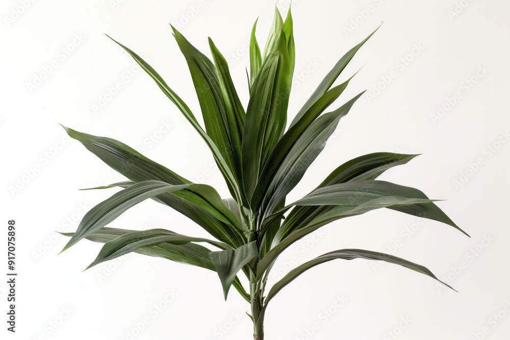 Green plant leaves on white background. Green plant leaves on white background.