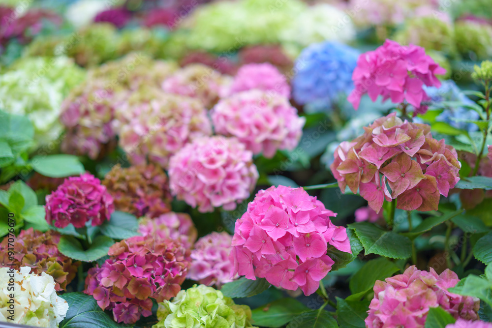 Hydrangea macrophylla bright pink flower head closeup. Hortensia pink flower. French hydrangea blooming plant. Hydrangea macrophylla bright pink flower head closeup. Hortensia pink flower. French hydrangea blooming plant.