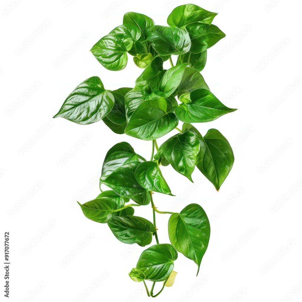 Green leaves on a white background. Green leaves on a white background.