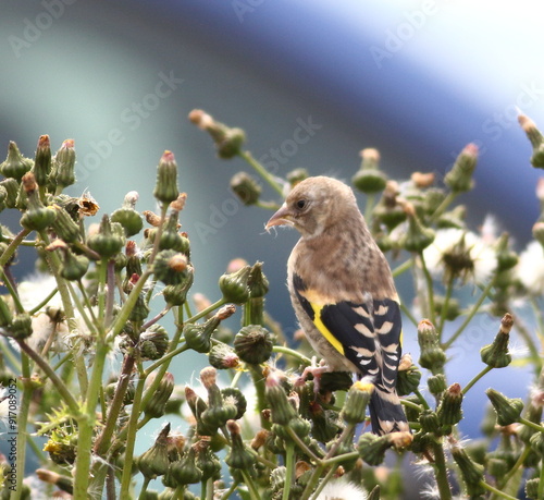 Juvenile Goldfinch on common sowthistle lovely sunny day by sea atmospheric at Kinnaird Head, Fraserburgh photo