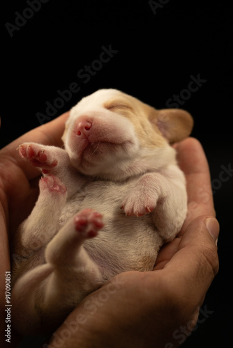 Newborn puppies, newborn beagle puppies, newborn puppies studio photoset, adorable newborn puppies