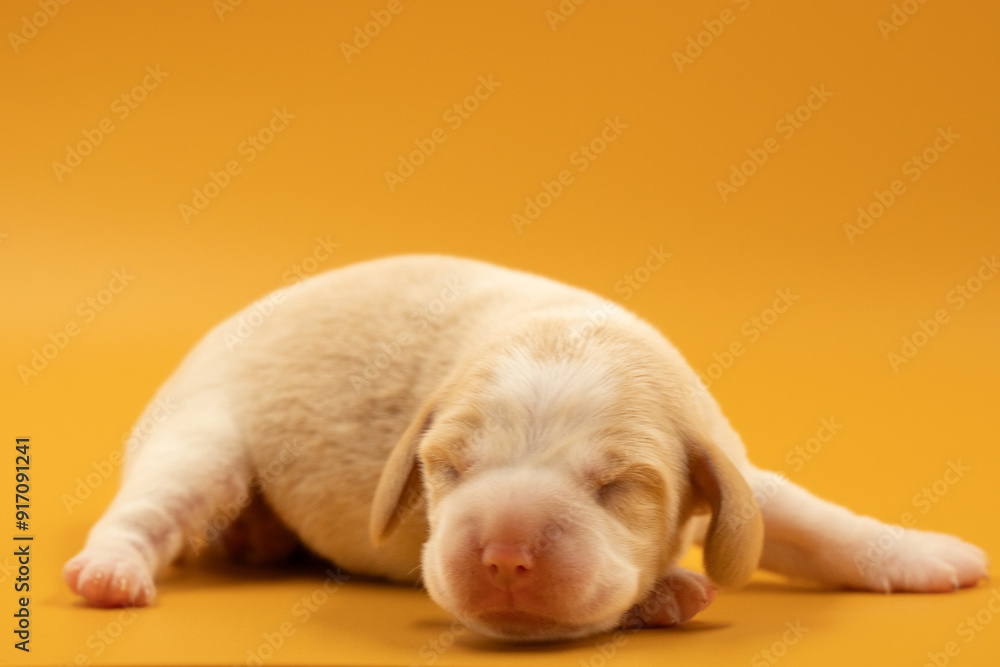 Newborn puppies, newborn beagle puppies, newborn puppies studio photoset, adorable newborn puppies Newborn puppies, newborn beagle puppies, newborn puppies studio photoset, adorable newborn puppies