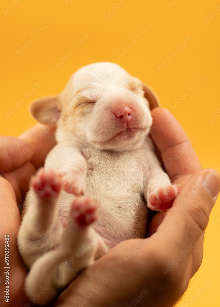 Newborn puppies, newborn beagle puppies, newborn puppies studio photoset, adorable newborn puppies Newborn puppies, newborn beagle puppies, newborn puppies studio photoset, adorable newborn puppies