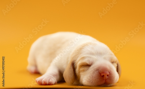 Newborn puppies, newborn beagle puppies, newborn puppies studio photoset, adorable newborn puppies