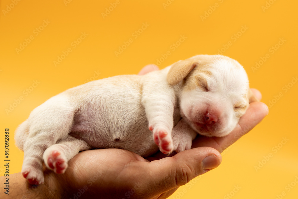 Newborn puppies, newborn beagle puppies, newborn puppies studio photoset, adorable newborn puppies Newborn puppies, newborn beagle puppies, newborn puppies studio photoset, adorable newborn puppies