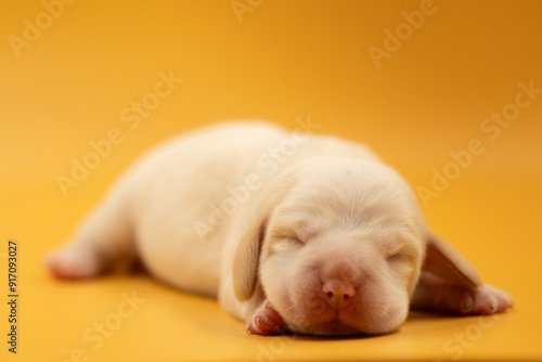 Newborn puppies, newborn beagle puppies, newborn puppies studio photoset, adorable newborn puppies