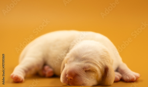 Newborn puppies, newborn beagle puppies, newborn puppies studio photoset, adorable newborn puppies