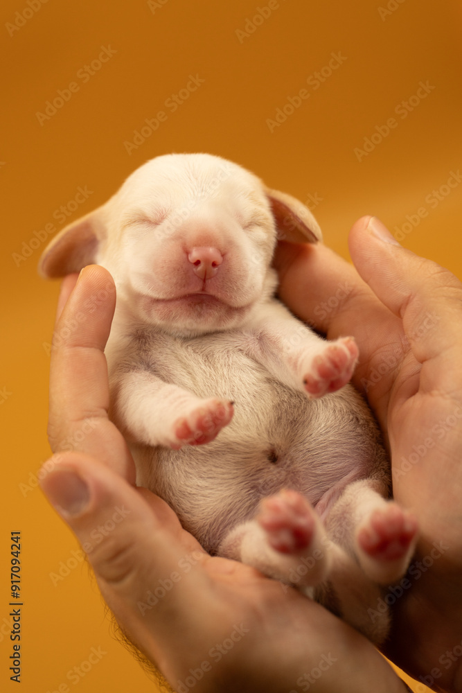 Newborn puppies, newborn beagle puppies, newborn puppies studio photoset, adorable newborn puppies Newborn puppies, newborn beagle puppies, newborn puppies studio photoset, adorable newborn puppies