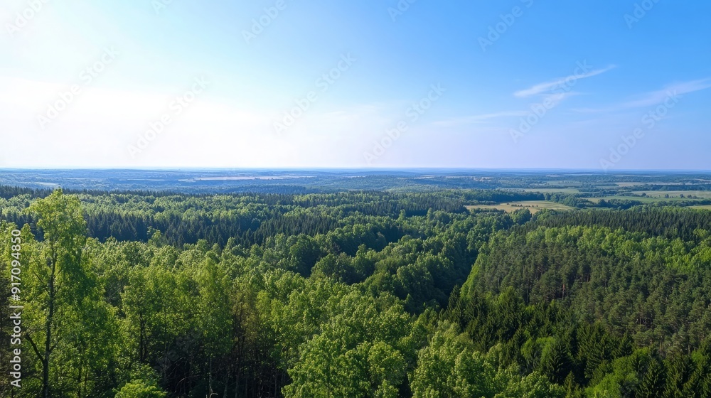 Lush Summer Forest Panorama: A Verdant Canvas of Nature's Bounty in Full Bloom Lush Summer Forest Panorama: A Verdant Canvas of Nature's Bounty in Full Bloom
