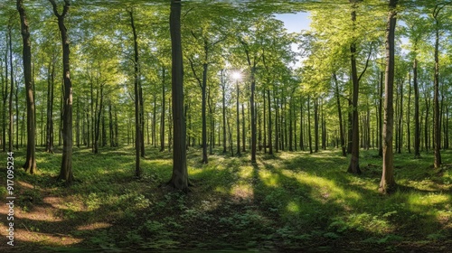 Lush Summer Forest Panorama: A Verdant Canvas of Nature's Bounty in Full Bloom