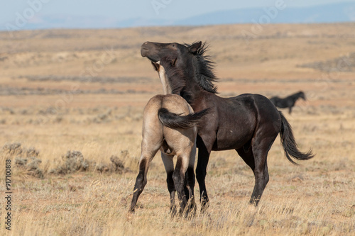 Pair of Young Wild Horses Sparring in the Wyoming Desert