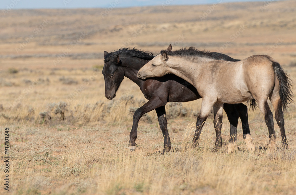 Pair of Young Wild Horses Sparring in the Wyoming Desert Pair of Young Wild Horses Sparring in the Wyoming Desert