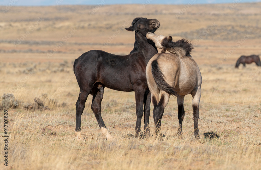 Pair of Young Wild Horses Sparring in the Wyoming Desert Pair of Young Wild Horses Sparring in the Wyoming Desert