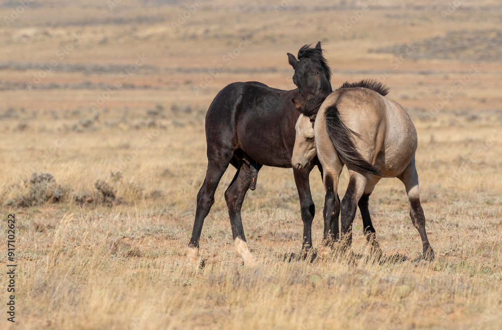 Pair of Young Wild Horses Sparring in the Wyoming Desert Pair of Young Wild Horses Sparring in the Wyoming Desert