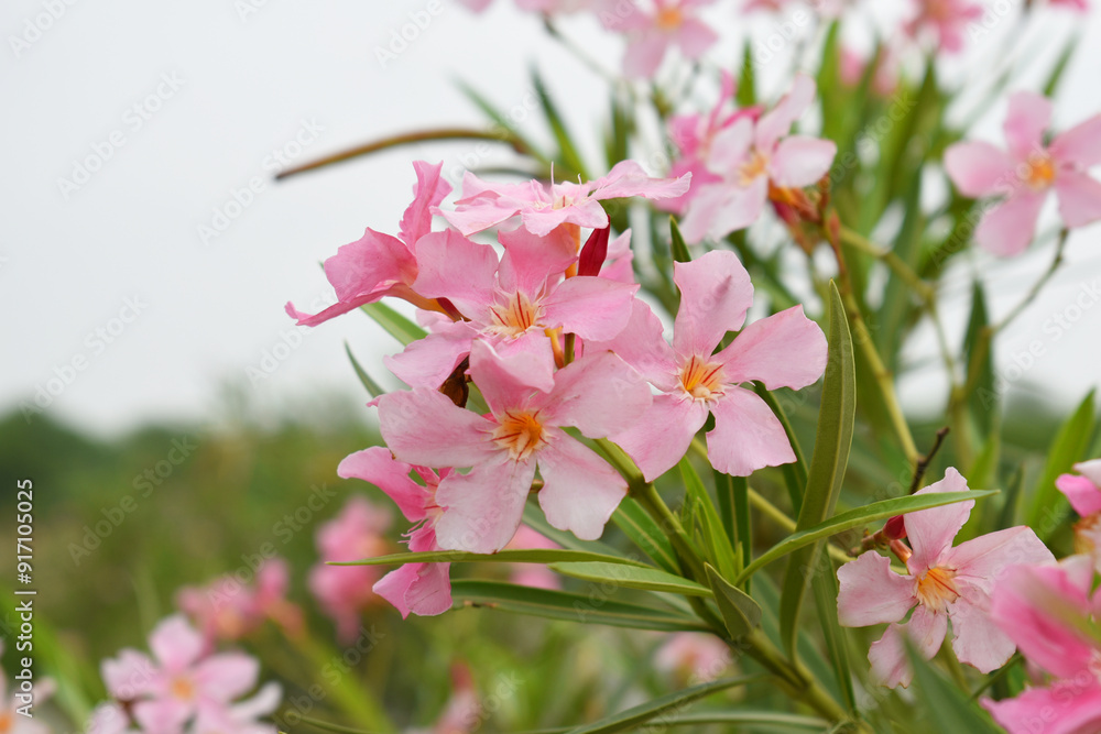 Nerium oleander in bloom, Pink siplicity bunch of flowers and green leaves on branches, Nerium Oleander shrub Pink flowers, ornamental shrub branches in daylight, bunch of flowers closeup Nerium oleander in bloom, Pink siplicity bunch of flowers and green leaves on branches, Nerium Oleander shrub Pink flowers, ornamental shrub branches in daylight, bunch of flowers closeup