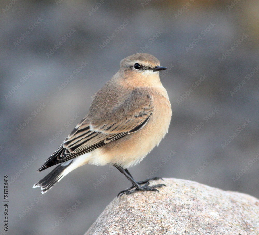 stunning colours rocks at beach sunny day Wheatear chilling at Aberdeen