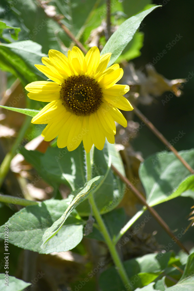Closeup of a sunflower growing in a field of sunflowers during a nice sunny summer day, Sunflower natural background. flower blooming, Beautiful field of blooming sunflowers, Chakwal, Punjab, Pakistan Closeup of a sunflower growing in a field of sunflowers during a nice sunny summer day, Sunflower natural background. flower blooming, Beautiful field of blooming sunflowers, Chakwal, Punjab, Pakistan