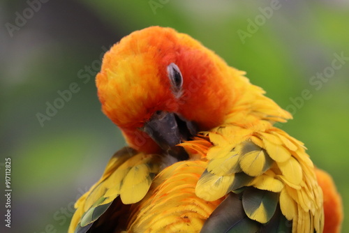 カラフルバード