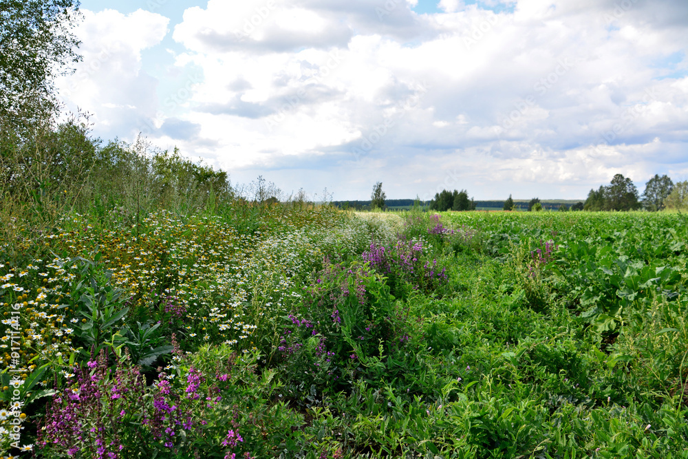 a field with purple and white wild flowers and a sky with clouds a field with purple and white wild flowers and a sky with clouds
